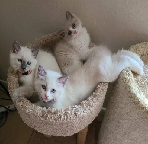 Three kittens lounging
