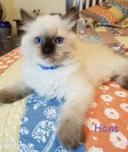 Hans: Male Seal Colorpoint