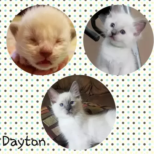 Dayton: Male Blue Colorpoint