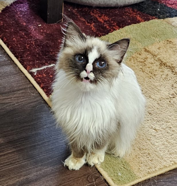 Male Seal Point Mitted w/Blaze
