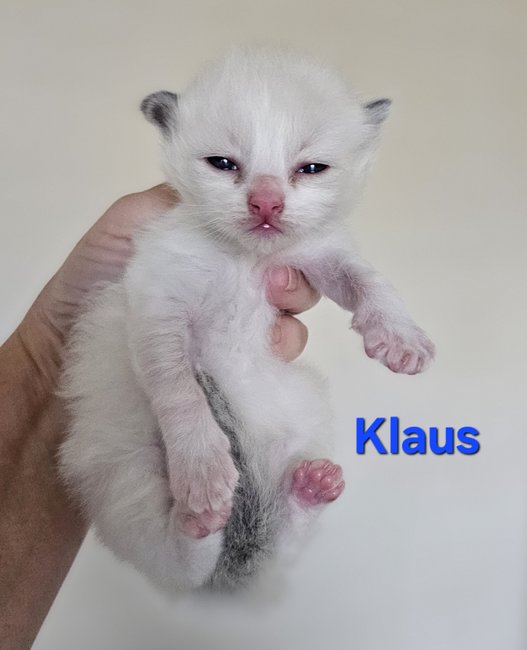 Male Blue Point Bicolor 