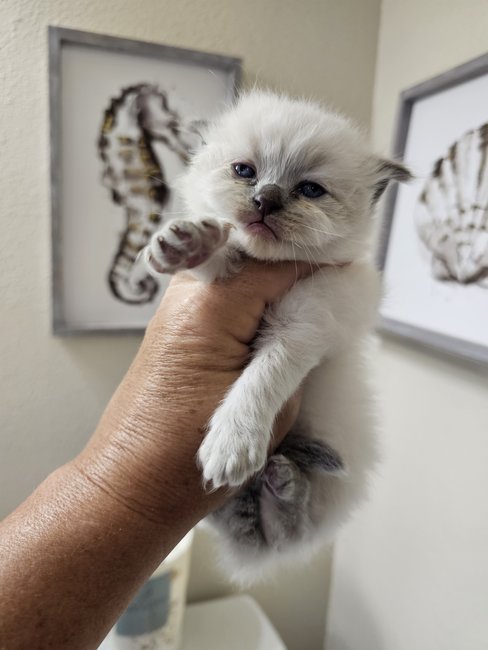 Blue Point Female