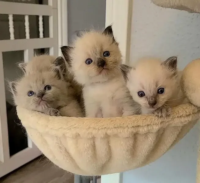 ragdoll kittens