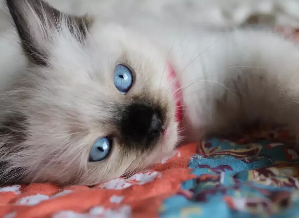 A kitten lying on a blanket