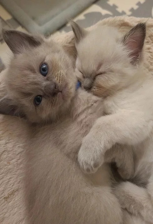 Two kittens cuddling