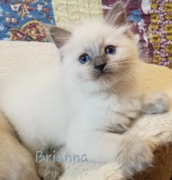 Brianna: Female Blue Colorpoint