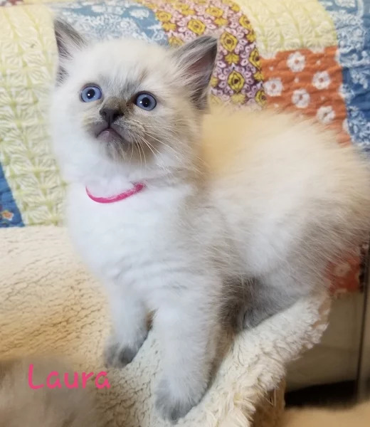 Laura: Female Blue Colorpoint