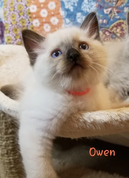 Owen: Male Seal Colorpoint