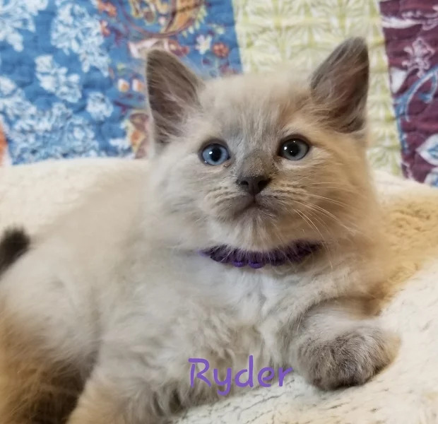 Ryder: Male Blue Colorpoint Mink
