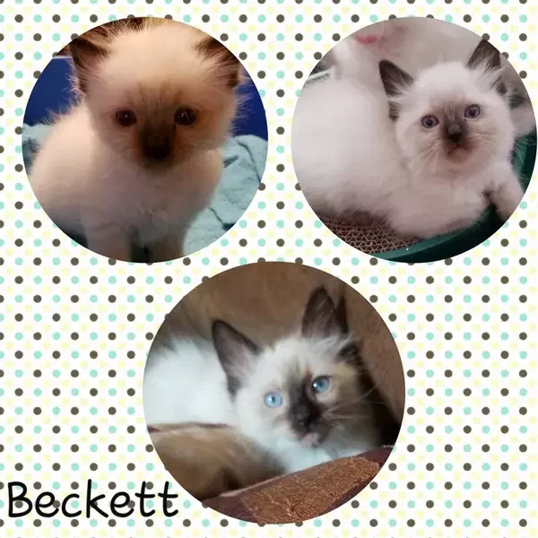Beckett: Male Seal Colorpoint