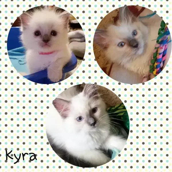 Kyra: Female Blue Colorpoint