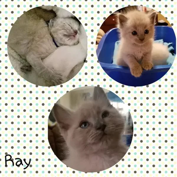 Ray: Male Blue Colorpoint Mink