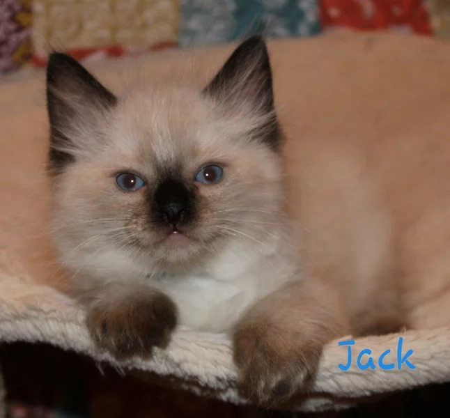 Jack: Male Seal Colorpoint